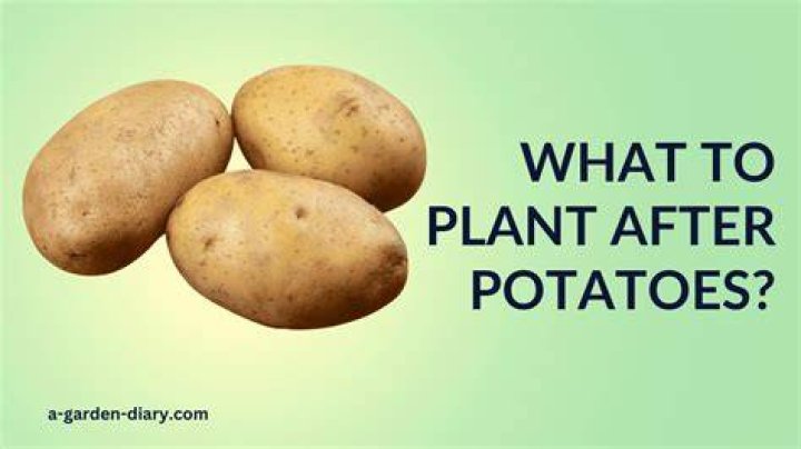 What to plant after potatoes?