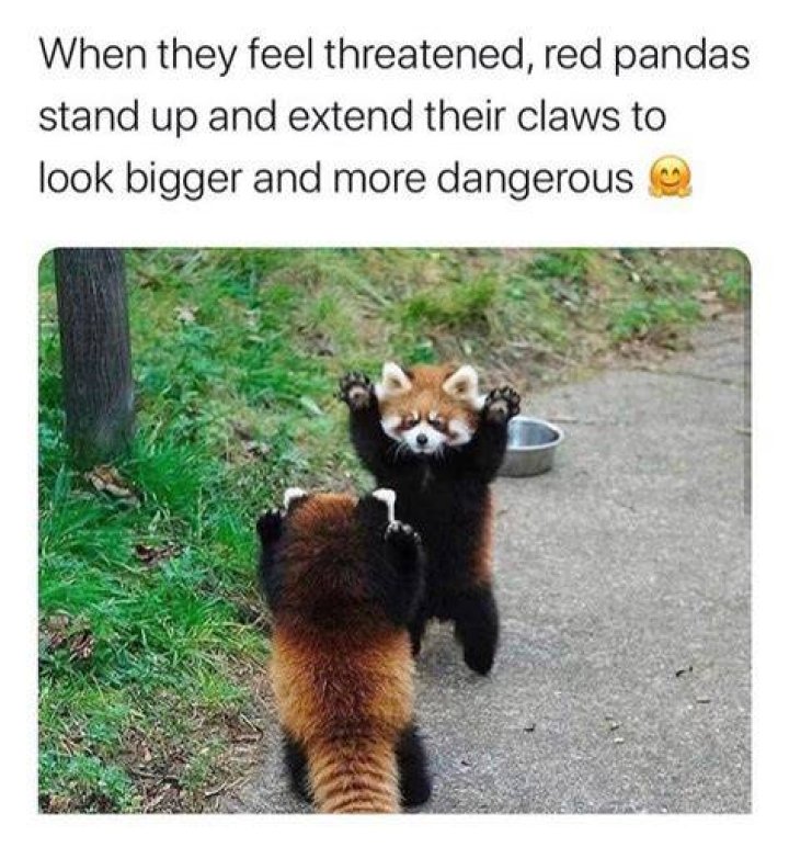 When they feel threatened, red pandas stand up and extend their claws