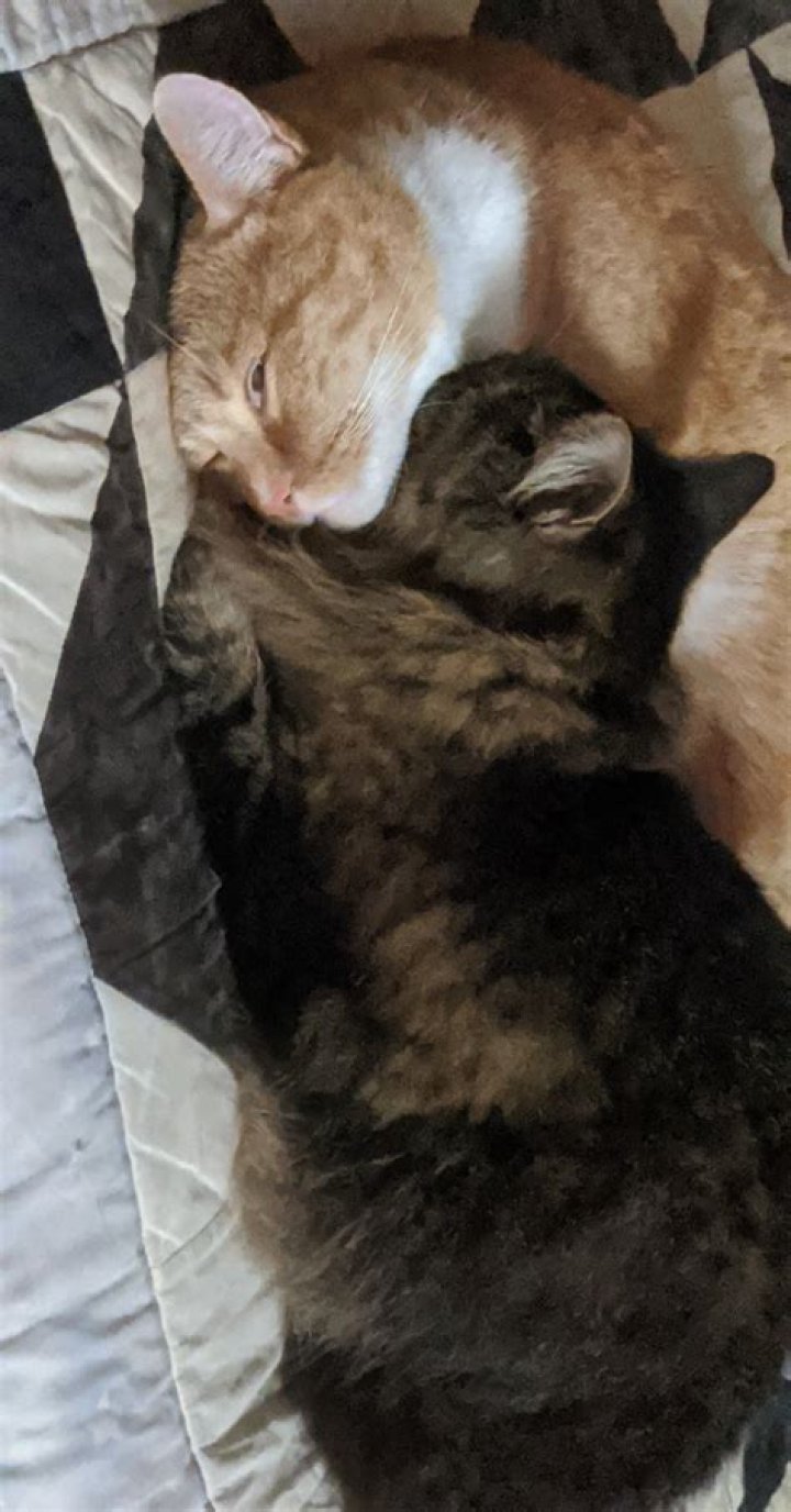 Who Is Kitty’s HalfSibling in XO, Kitty? Is Alex the HalfBrother She