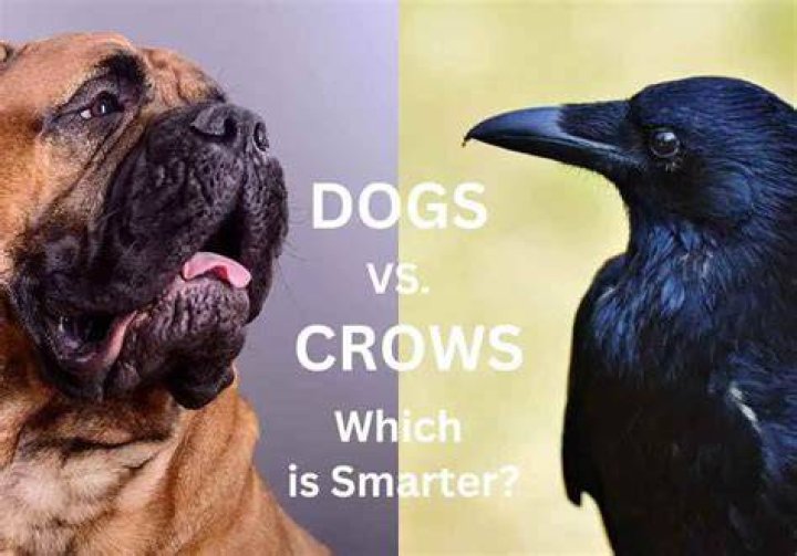 Who is smarter crow or dog?