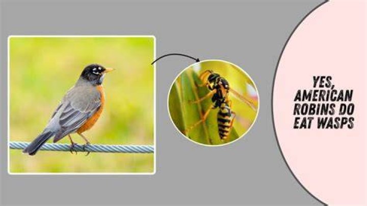 Will robins eat wasps?