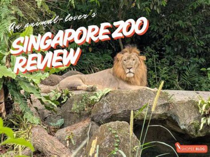 Zoo Review &mdash; Is It Worth Your Time? Goblins & Ghouls